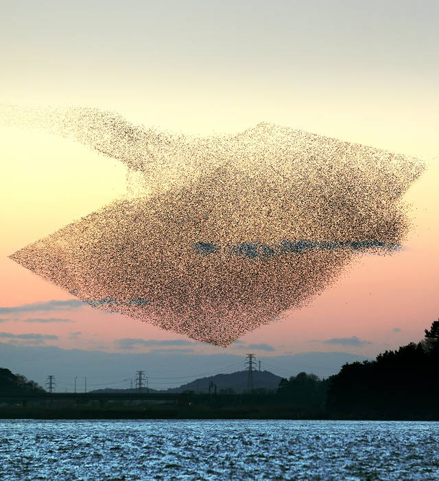 Ein Vogelschwarm in Trapezform vor einem Sonnenaufgang.